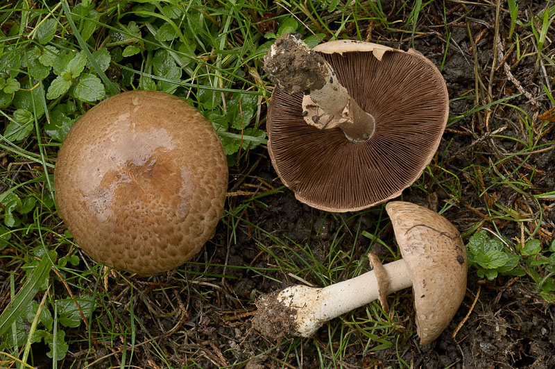 Agaricus impudicus